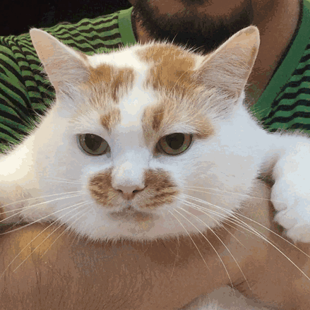 Supported formats: JPG, PNG, GIF. Maximum file size: 10 MB per image. For optimal display, please use a 16:9 aspect ratio. Cover images cannot be in GIF format.