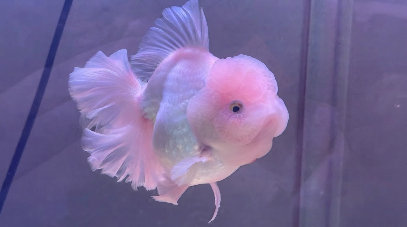 Pink Ornamental Fish Model
